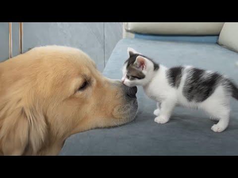 When Your Cat Thinks He Owns the Dog #Video