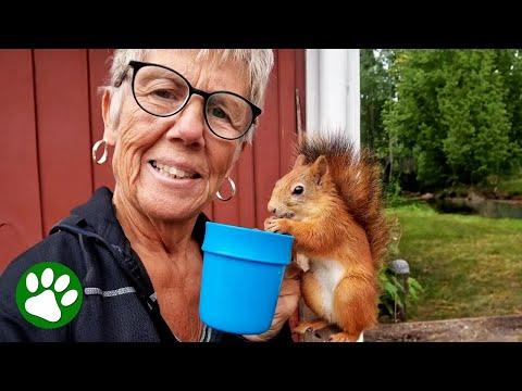 63-Year-Old Woman Is A Real-Life Animal Whisperer #Video