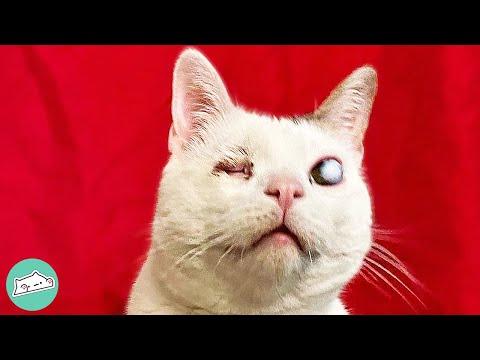 Blind Rescue Kitten Uses Super Senses to Navigate #Video