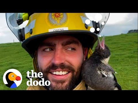Firefighter Raises A Baby Magpie And Then 17 Ducks Show Up At His Door #Video