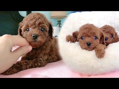 Real Life Teddy Bear Puppies #Video