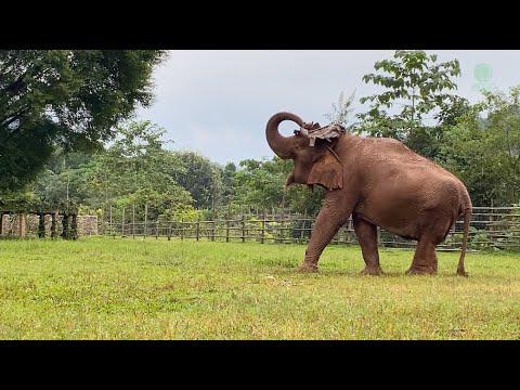 Medo's Decorated Beauty Dressed In A Tire Hat - ElephantNews #Video