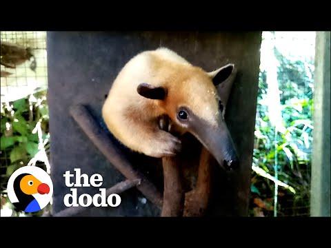 Rescued Baby Anteater Learns How to Be Wild #Video