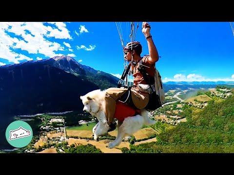 Guy Taught Dog How to Paraglide. Now They Always Fly Tandem #Video