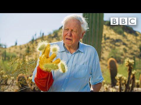 David Attenborough encounters the most DANGEROUS plant in the desert! #Video