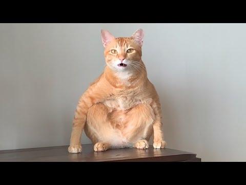 When you have a cats with smooth brain #Video