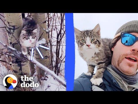 Guy Finds A Freezing Kitten While Hiking In The Snow #Video