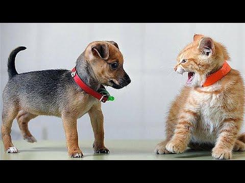 When You Brought Home a Puppy Without Telling Your Cat! #Video