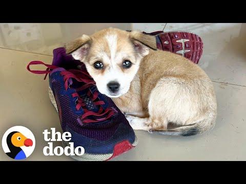 Tiniest Puppy Begs For Help On Side Of Road #Video