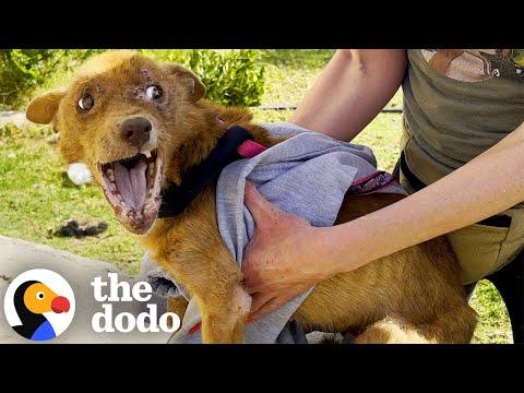 3 Dramatic Dog Transformations #Video