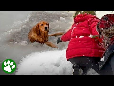 Dog stuck in frozen lake #Video