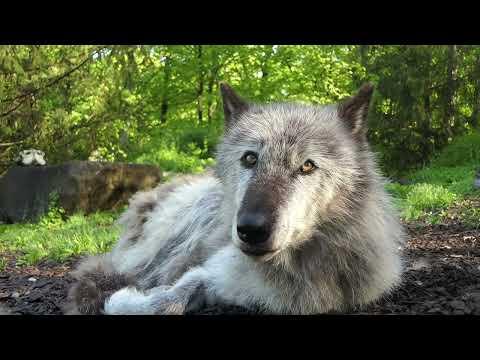 Ambassador Wolf Zephyr- Relaxed #Video