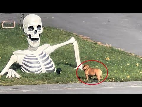 I Wanted a Cute Dog, But God Gave Me a Comedian! #Video