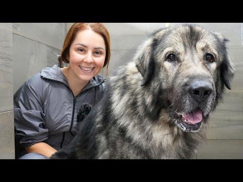 The Yugoslavian Wolf Killer...A HUGE and Fearless Guardian Dog #Video