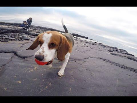 Clumsy Dog Having Fun With A Ball On Beach