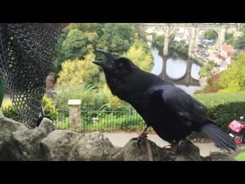 Amazing Talking And Singing Raven! #Video