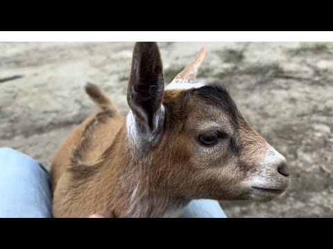 Silly goats play chase #Video
