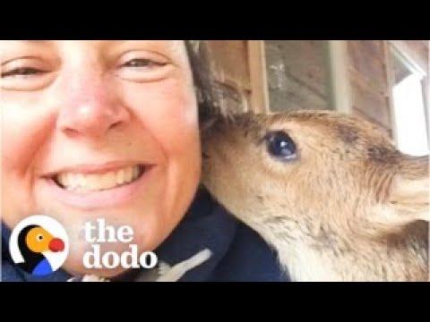 Woman Discovers An Orphaned Fawn On Her Lawn #Video