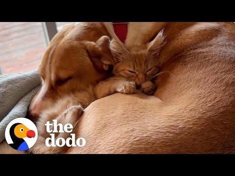 Pittie Is Foster Mom To Over 50 Kittens #Video