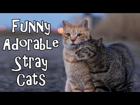 Funny Adorable Stray Cats #Video