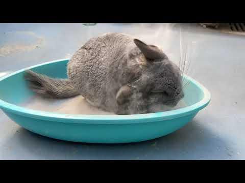 Taking a Bath In Dust (Slow Motion) Chinchilla Time #Video