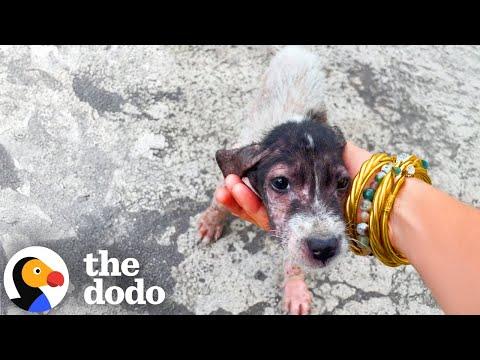 Naked Puppy Was Left On The Side Of The Road #Video