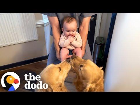 Dog Brothers Love Sharing Toys With Newborn Baby Sister #Video