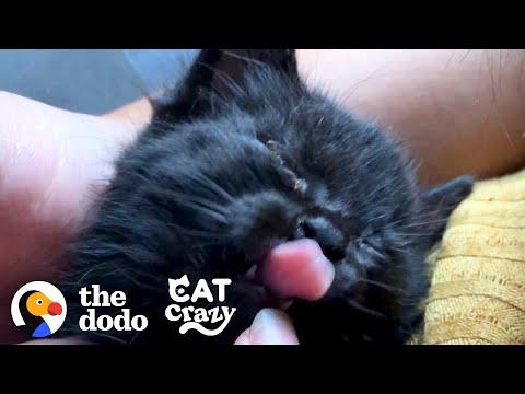 Couple Has To Find A Way To Get The Tiniest Kitten They Rescued Home Video