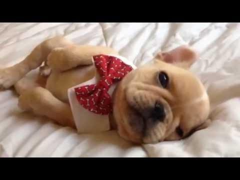 Cute Sleepy French Bulldog Puppy Brody Brixton