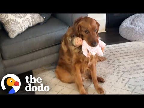 Golden Retriever Still Thinks He's An Only Child #Video