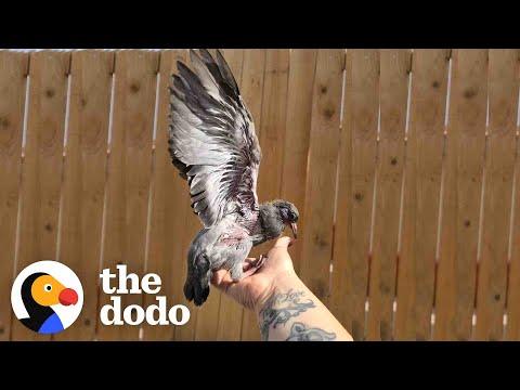Rescued Baby Pigeon Plays Exactly Like Her Dog Best Friend #Video