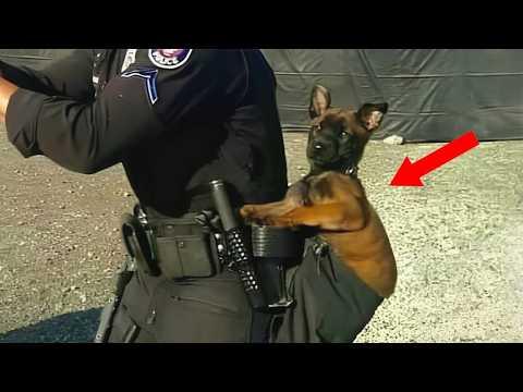 When God Sends You the Funniest Police Dog #Video