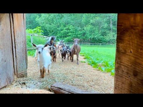 Got goats in before the rain! #Video