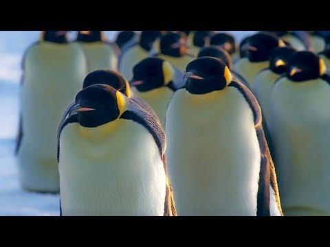 How Does Huddling Help Penguins Stay Warm? | BBC Earth
