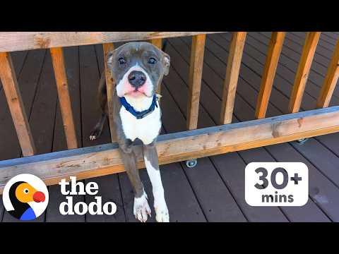 30+ Minutes Of The Most Heartwarming Second Chances We've Ever Seen #Video