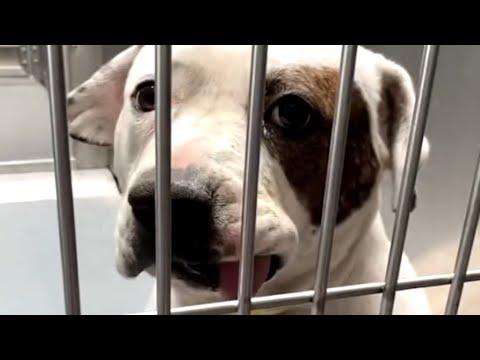 Scared shelter dog is so happy after rescue #Video