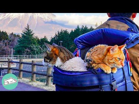Adventure Cats Travel Across Japan in Backpacks #Video