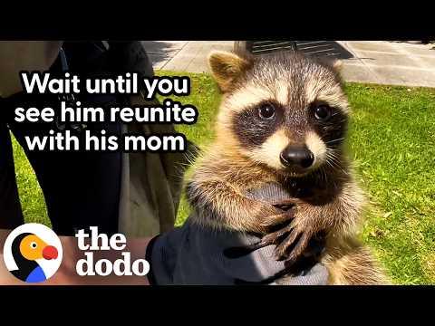 Mama Raccoon Hid All Her Babies On A Balcony  #Video