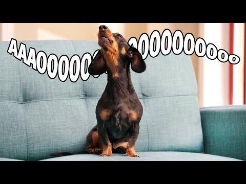 Dachshund Left at Home Gives the GUILT TRIP! Caught on Furbo!