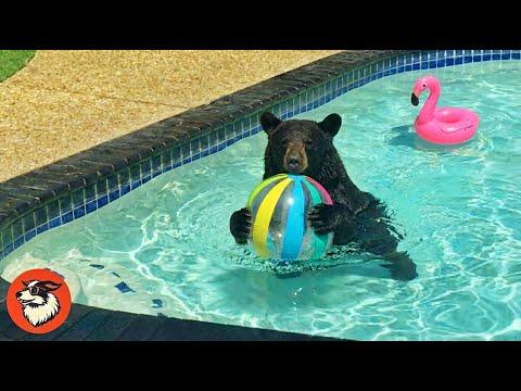 Wild Bear Survives Wildfire and Brings Her Cubs Back to Swim #Video