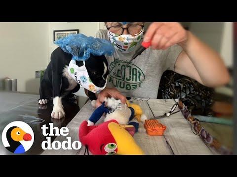 Woman Performs Surgery On Her Dog’s Favorite Toy To Bring Him Back To Life #Video