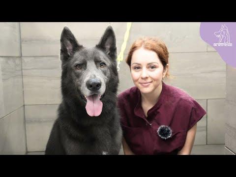 The rare and beautiful BLUE BAY SHEPHERD - Girl With Dogs #Video