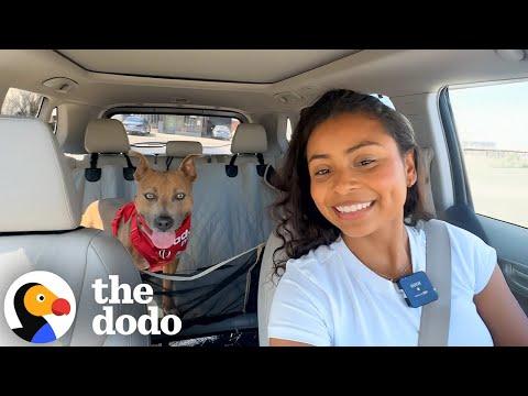 We Gave Her A Beach Day After 799 Days In The Shelter #Video