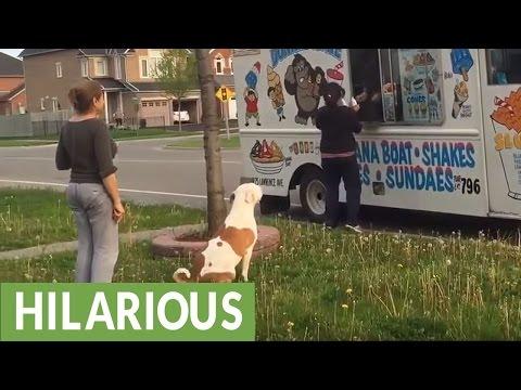 Pit Bull patiently waits in line for ice cream #Video