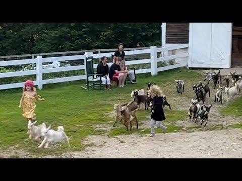 Grandkids run goat kids to bed! Sunflower Farm Creamery #Video