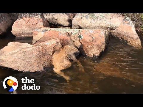 Baby Moose Gets Hoof Stuck Between Two Rocks and is Rescued by Fishermen | The Dodo
