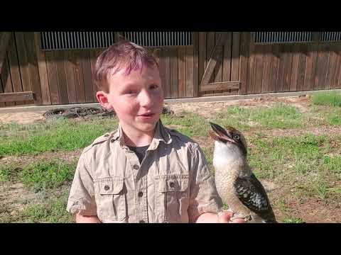 Kookaburra Laugh Video