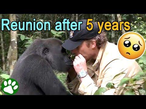 Everyone warned him to not meet the gorilla he raised #Video