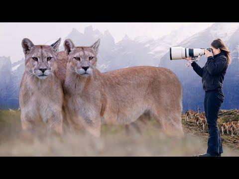 Incredible Moment with a Mother Puma and Cub! The Reality of Puma Photography in Patagonia #Video