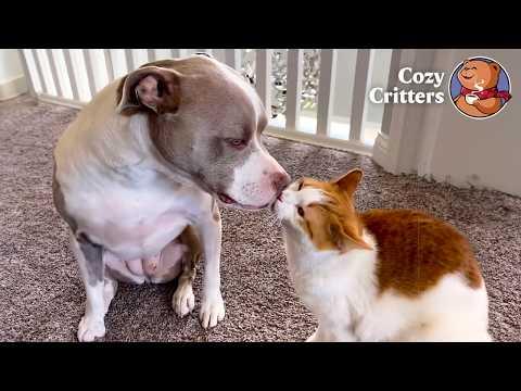 She Didn't Trust Almost Anything — Until Two Kittens Showed Up #Video